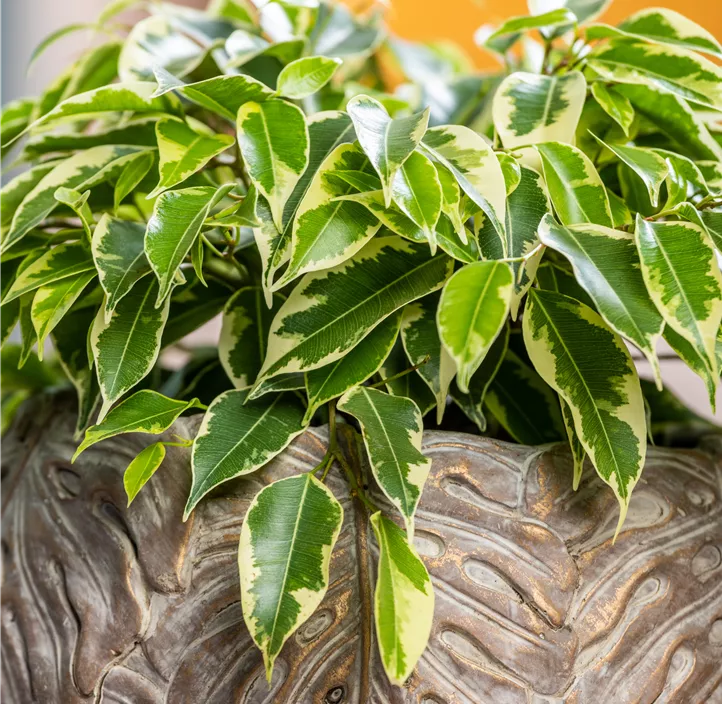 Birken-Feige 'Kinky' Birken-Feige 'Kinky'