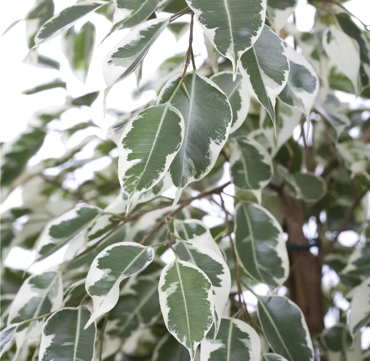 Birken-Feige 'Twilight'