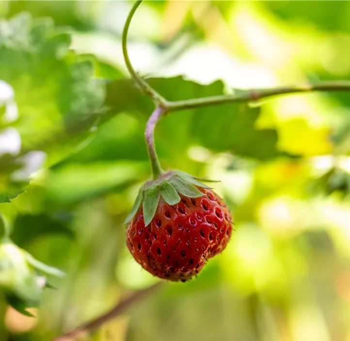 Erdbeere 'Mara de Bois' Erdbeere 'Mara de Bois'