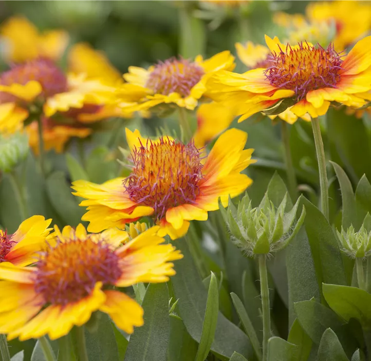 Prärie-Kokardenblume SpinTop® 'Mango' Prärie-Kokardenblume SpinTop® 'Mango'