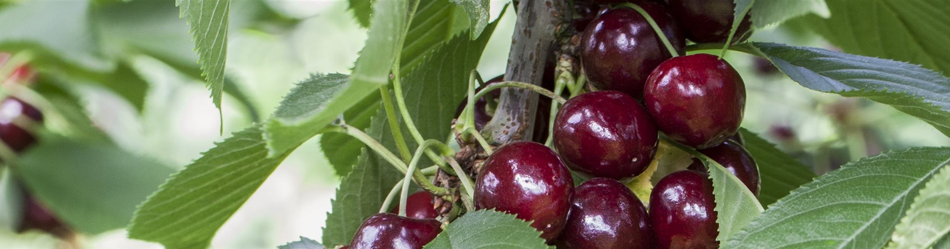 Prunus avium 'Lapins' Prunus avium 'Lapins'