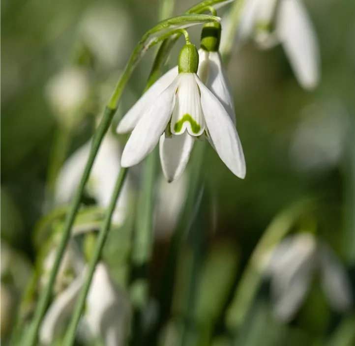 Schneeglöckchen Schneeglöckchen