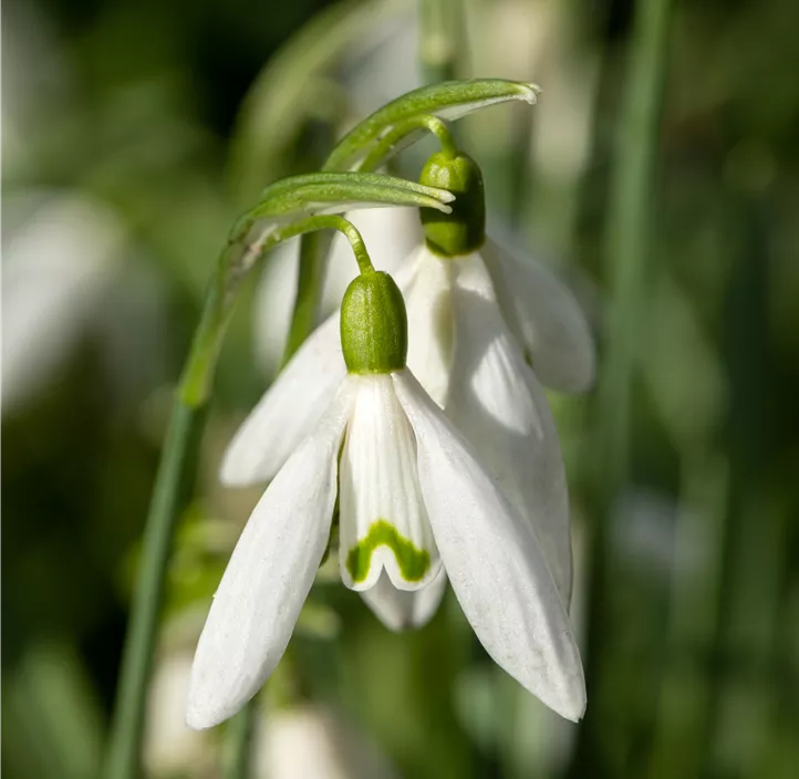 Schneeglöckchen Schneeglöckchen