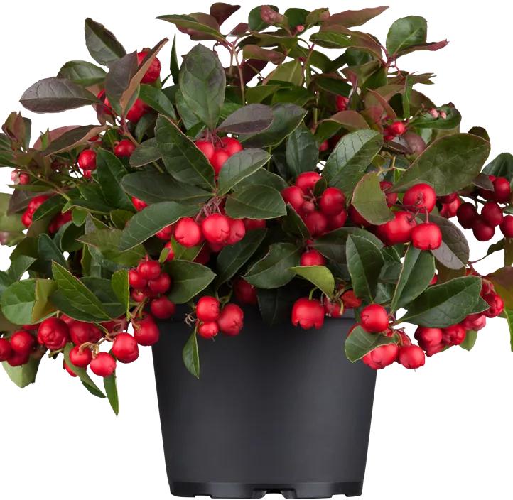 Rote Teppichbeere Rote Teppichbeere