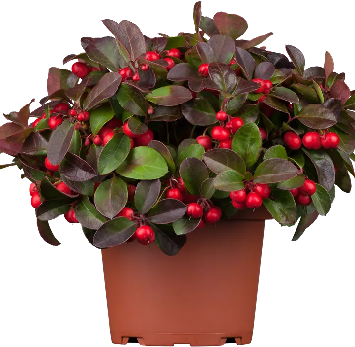 Rote Teppichbeere Rote Teppichbeere