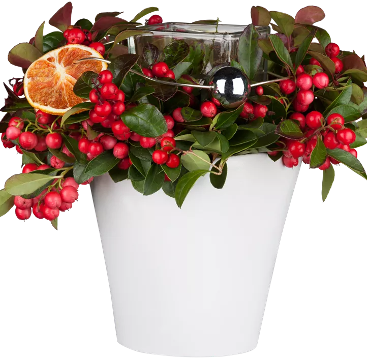 Rote Teppichbeere Rote Teppichbeere