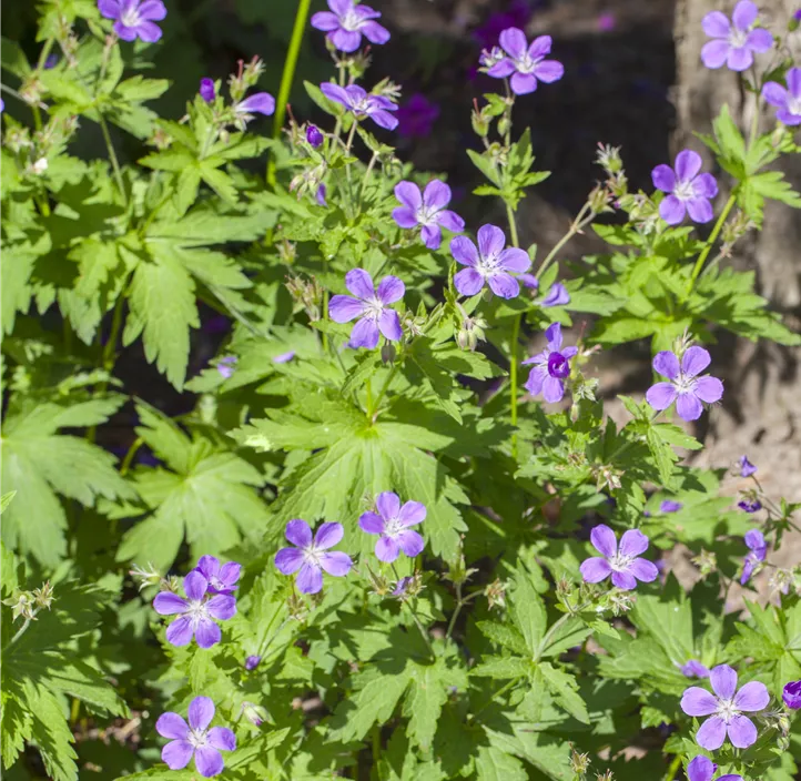 Garten-Storchschnabel 'Bloom Me Away'