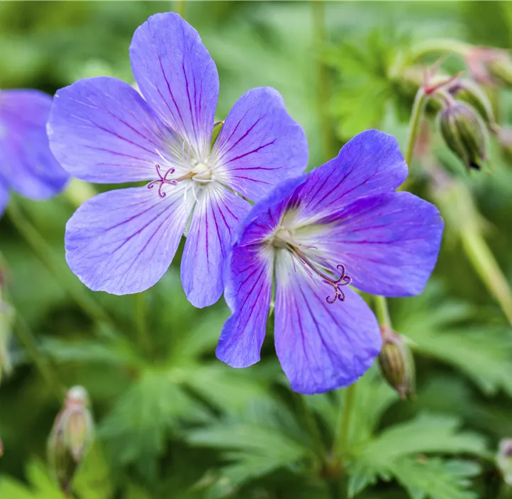 Garten-Storchschnabel 'Bloom Me Away'