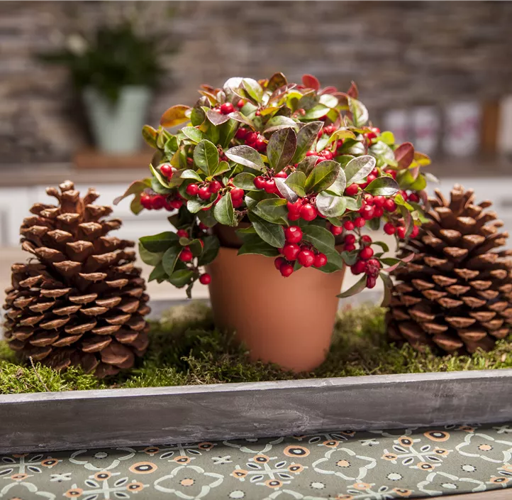 Rote Teppichbeere Rote Teppichbeere