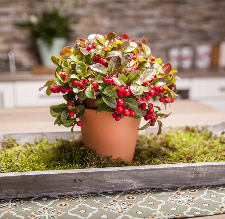 Rote Teppichbeere Rote Teppichbeere