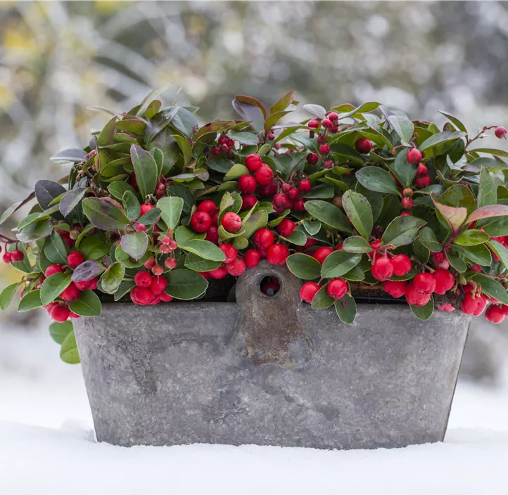 Rote Teppichbeere Rote Teppichbeere