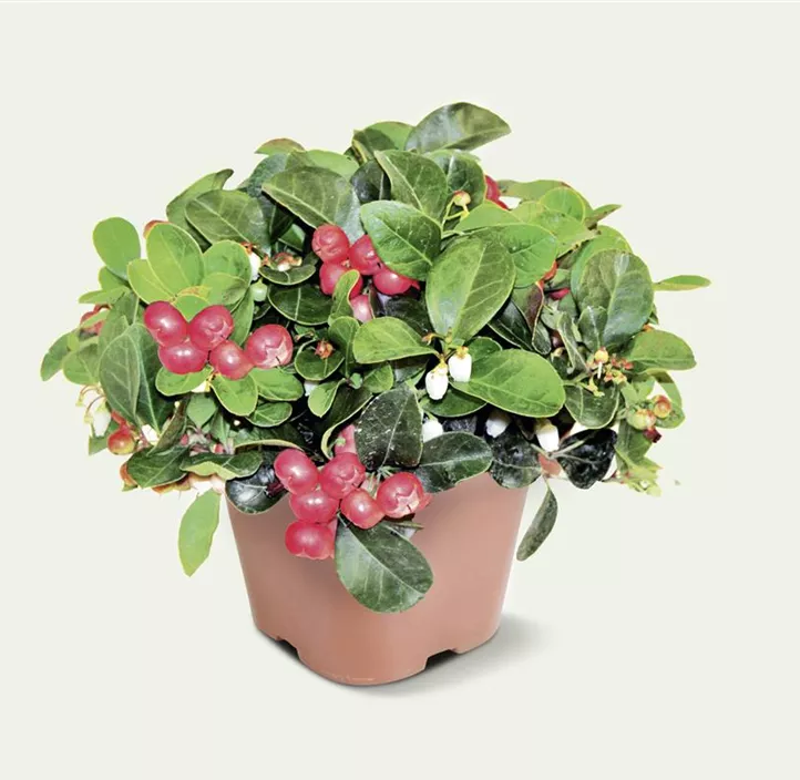 Rote Teppichbeere Rote Teppichbeere