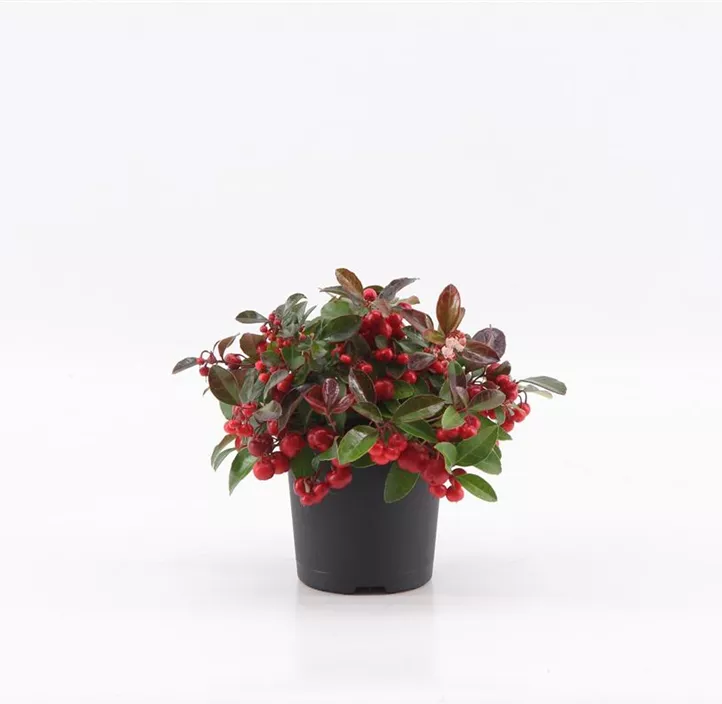 Niedere Scheinbeere 'Big Berry' Niedere Scheinbeere 'Big Berry'