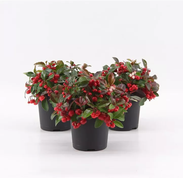 Niedere Scheinbeere 'Big Berry' Niedere Scheinbeere 'Big Berry'