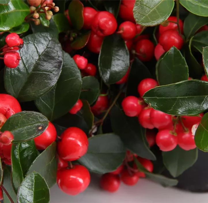 Niedere Scheinbeere 'Big Berry' Niedere Scheinbeere 'Big Berry'