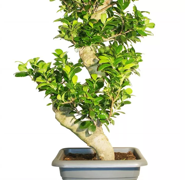 Chinesische Feige Chinesische Feige