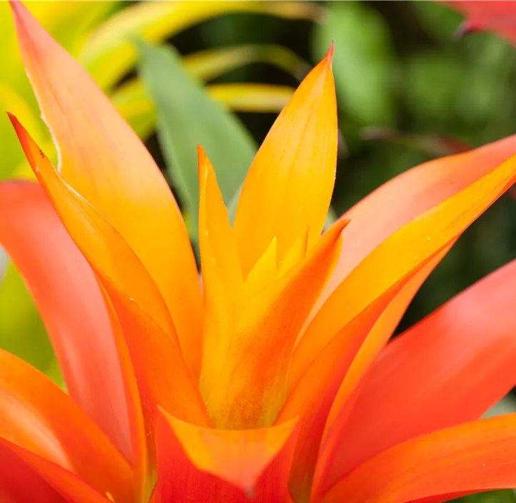 Guzmanie 'Fiero' Guzmanie 'Fiero'