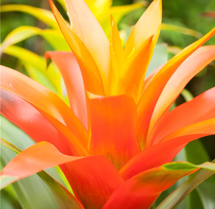 Guzmanie 'Fiero' Guzmanie 'Fiero'