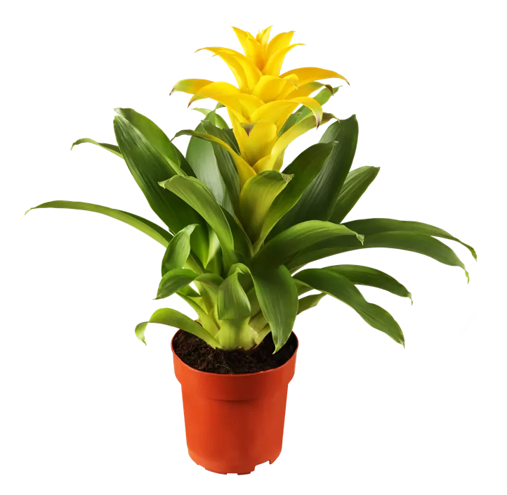 Guzmanie Make Upz Winter Beauty