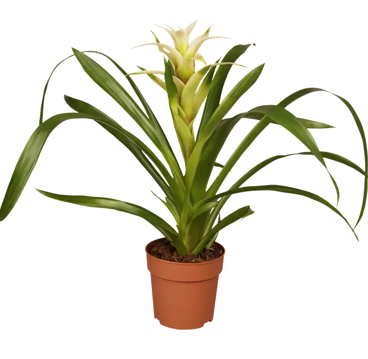 Guzmanie Make Upz Winter Beauty