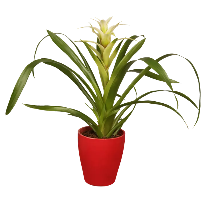 Guzmanie Make Upz Winter Beauty