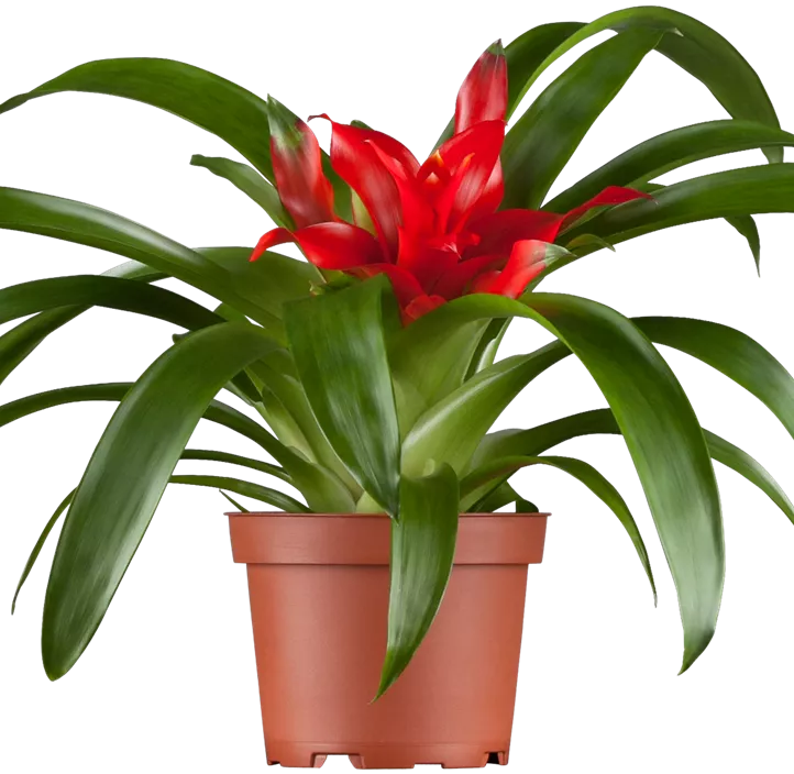 Guzmanie Make Upz Winter Beauty