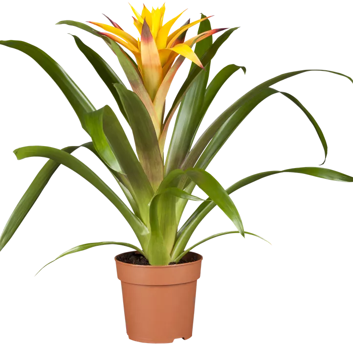 Guzmanie Make Upz Winter Beauty