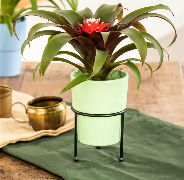 Guzmanie 'Hope' Guzmanie 'Hope'