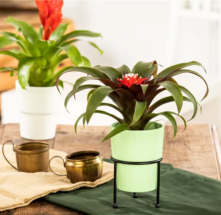 Guzmanie 'Hope' Guzmanie 'Hope'