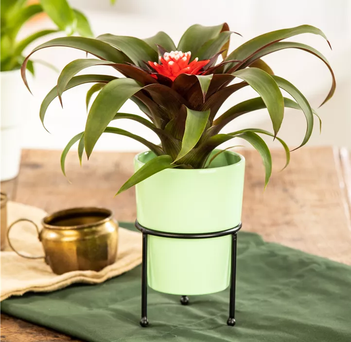 Guzmanie 'Hope' Guzmanie 'Hope'