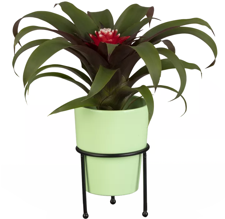 Guzmanie 'Hope' Guzmanie 'Hope'