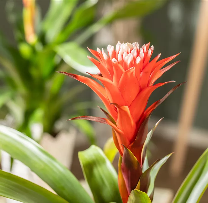 Guzmanie 'Hope' Guzmanie 'Hope'