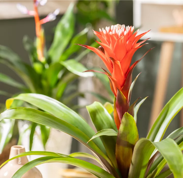 Guzmanie 'Hope' Guzmanie 'Hope'