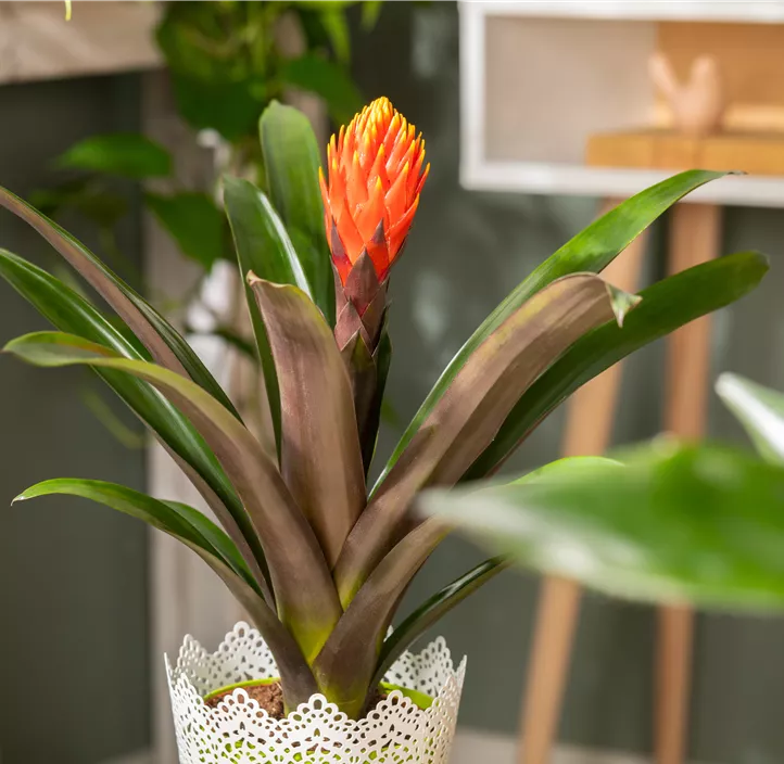 Guzmanie 'Tala' Guzmanie 'Tala'