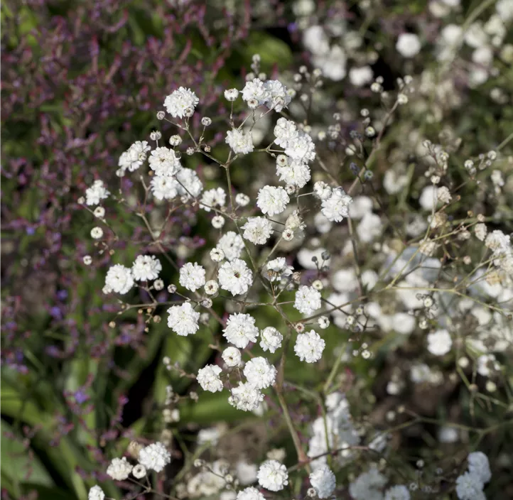 Garten-Schleierkraut  Garten-Schleierkraut