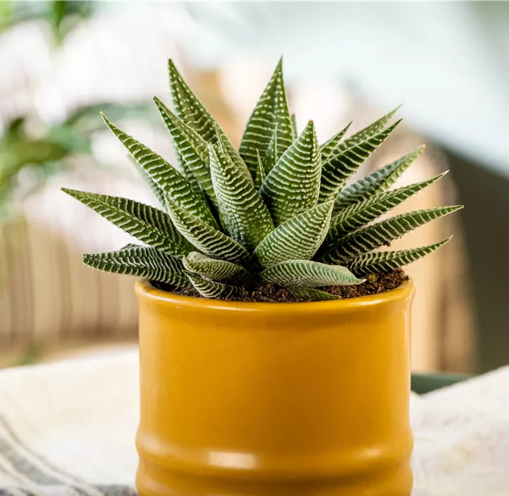 Haworthia 'Spider White' Haworthia 'Spider White'
