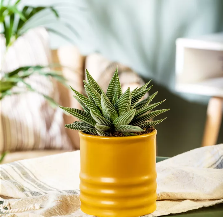 Haworthia 'Spider White' Haworthia 'Spider White'