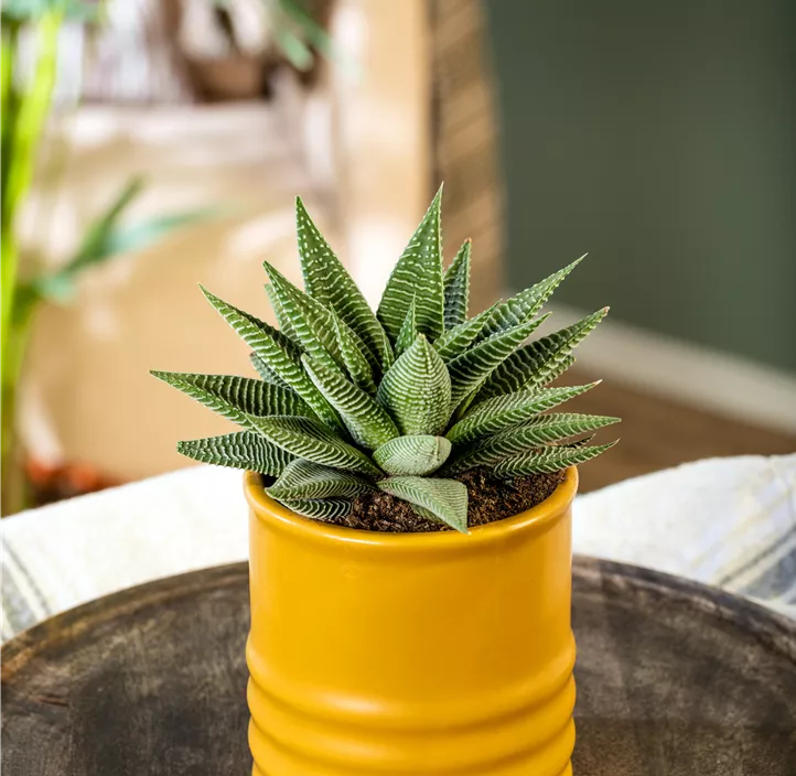 Haworthia 'Spider White' Haworthia 'Spider White'