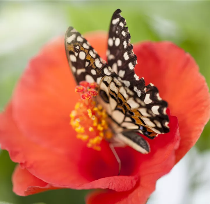 Chinesischer Roseneibisch Chinesischer Roseneibisch