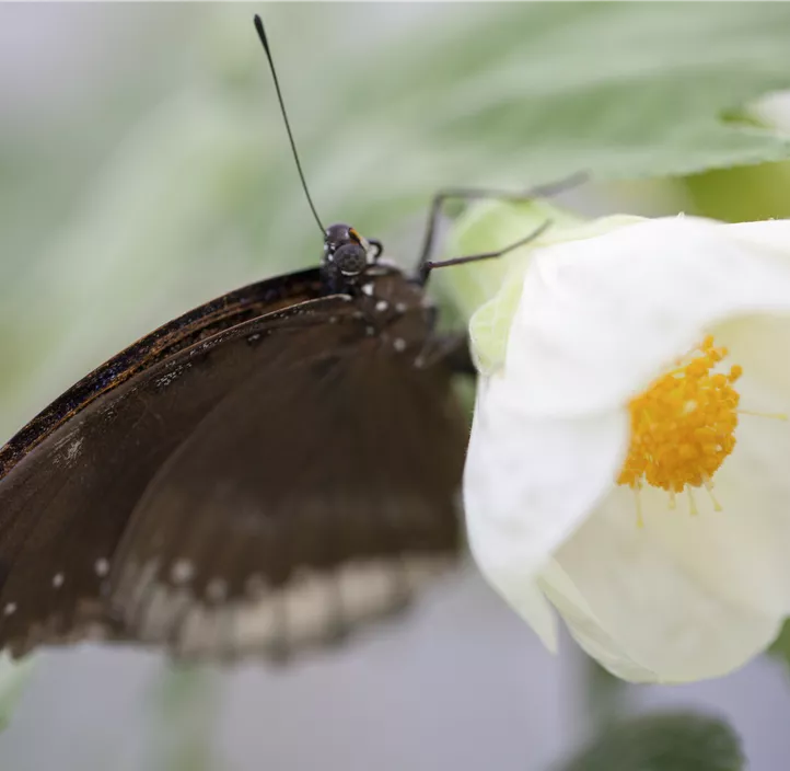 Chinesischer Roseneibisch Chinesischer Roseneibisch