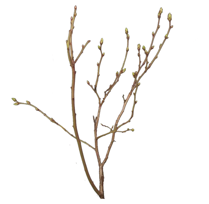 Heidelbeerzweige im Bund Heidelbeerzweige im Bund