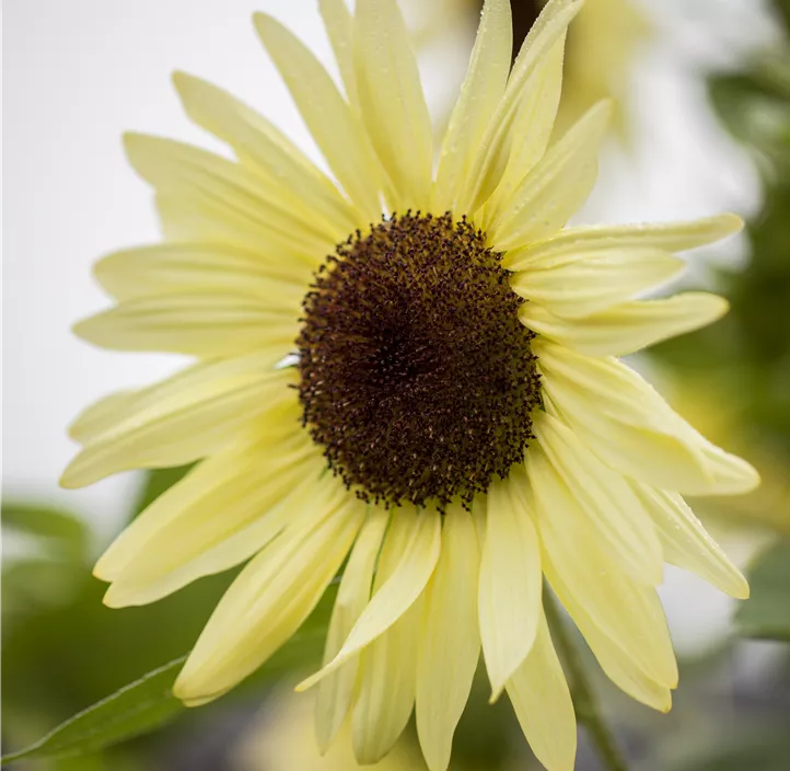 Sonnenblume Sunbelievable  Sonnenblume Sunbelievable