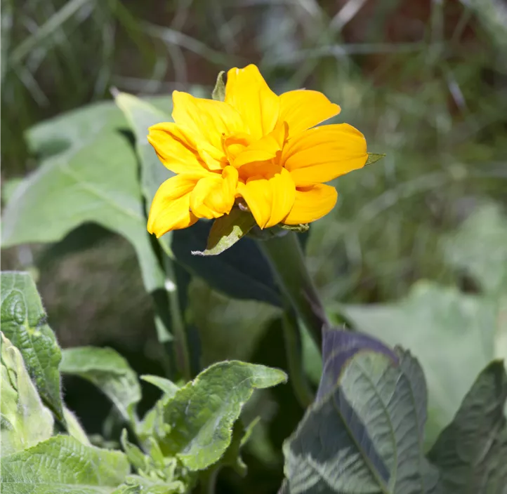 Sonnenblume Sunbelievable  Sonnenblume Sunbelievable