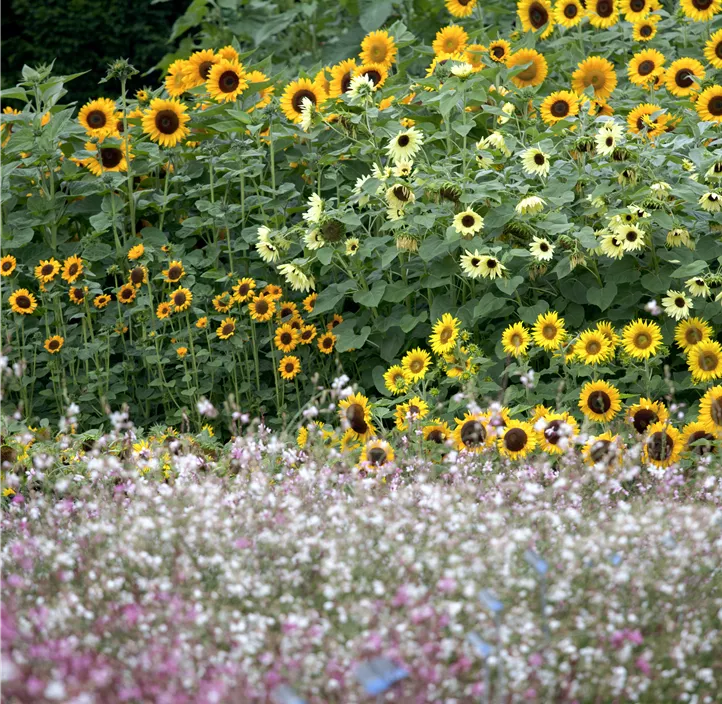 Sonnenblume Sunbelievable  Sonnenblume Sunbelievable