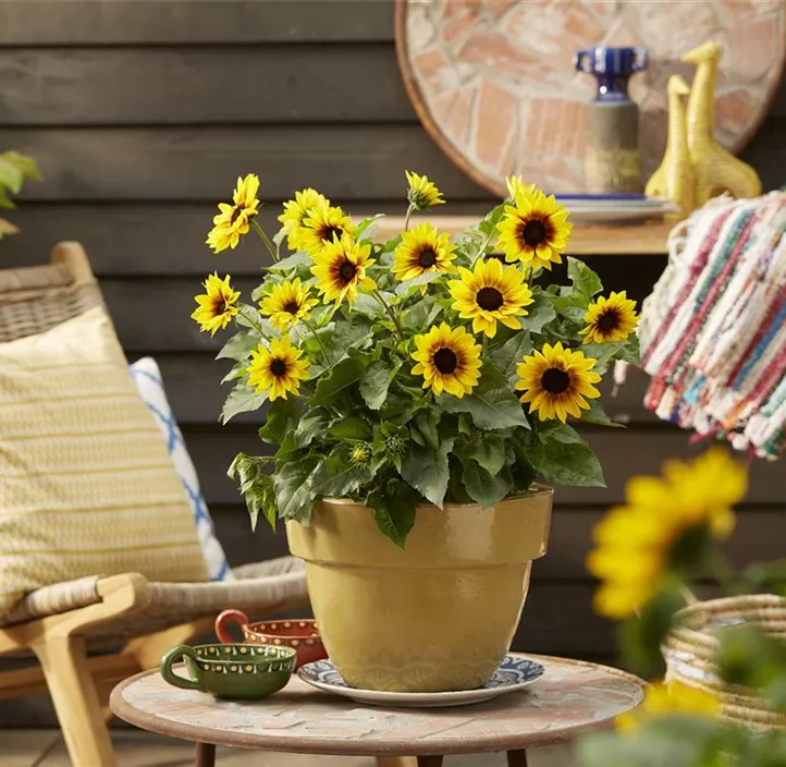 Sonnenblume Sunbelievable  Sonnenblume Sunbelievable