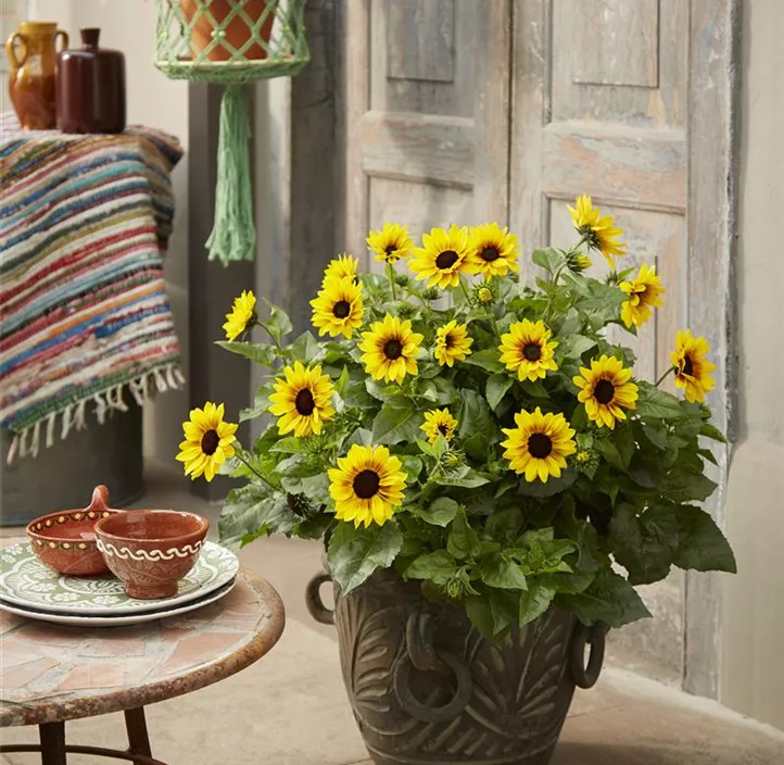 Sonnenblume Sunbelievable  Sonnenblume Sunbelievable