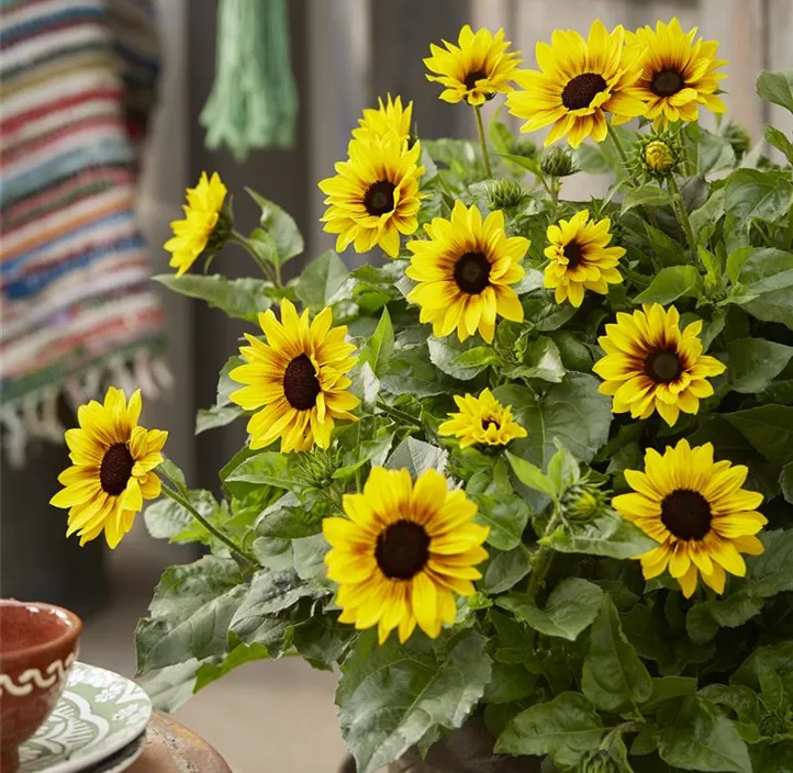 Sonnenblume Sunbelievable  Sonnenblume Sunbelievable