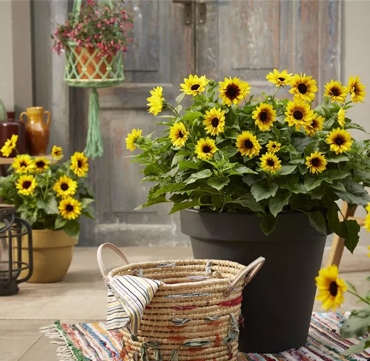 Sonnenblume Sunbelievable  Sonnenblume Sunbelievable