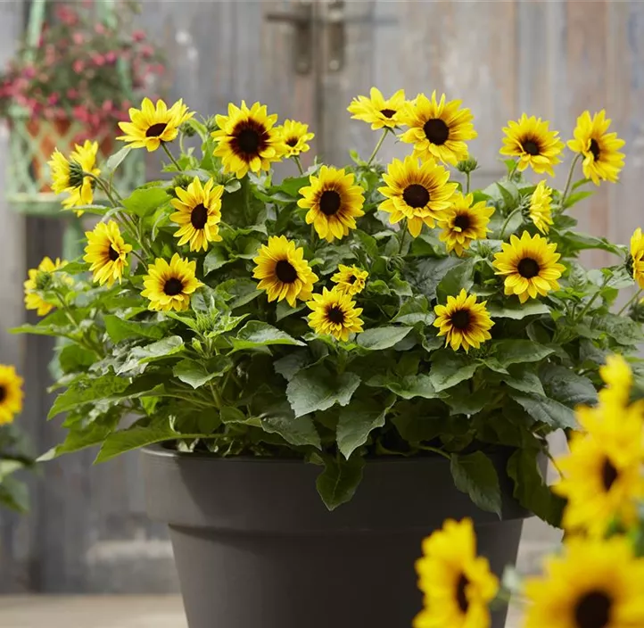 Sonnenblume Sunbelievable  Sonnenblume Sunbelievable