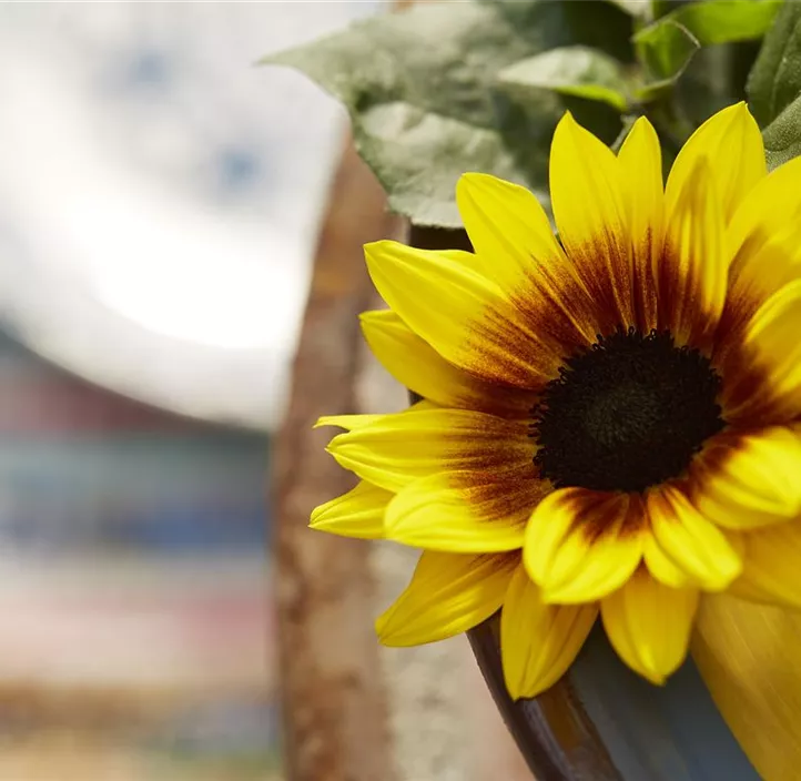 Sonnenblume Sunbelievable  Sonnenblume Sunbelievable